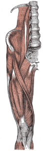 Anatomy slide of the thigh