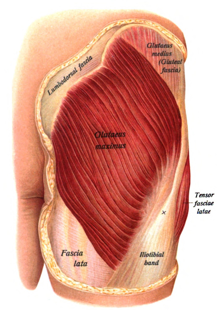 anatomy picture of the gluteus maximus