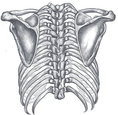 Bones of the upper back.