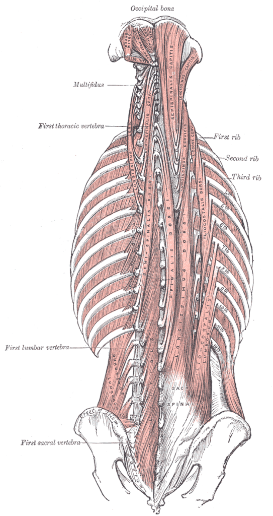 A diagram of some of the muscles responsible for upper back mobility.