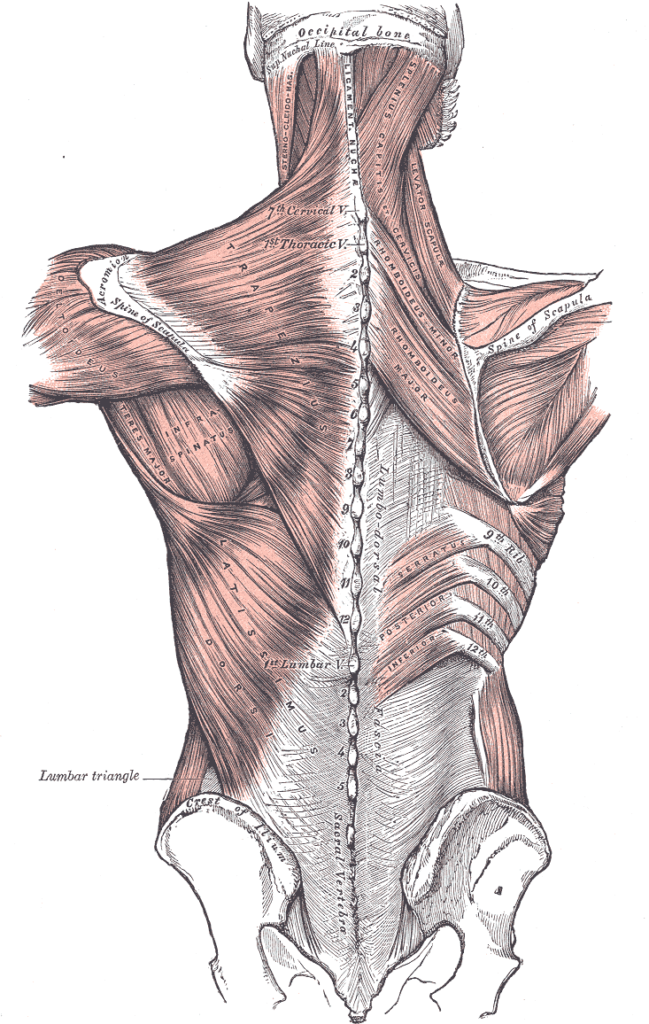 A diagram of some of the muscles that are around the shoulder blades and play a part in upper back mobility.
