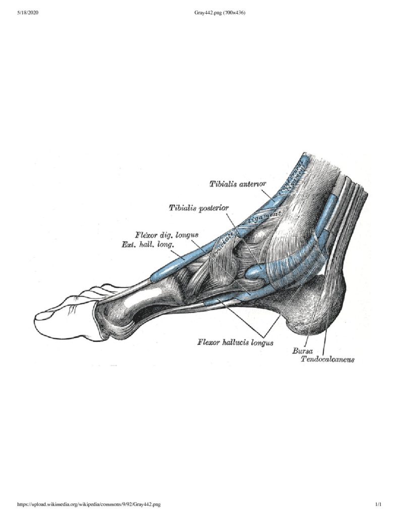 Diagram of the medial side of the foot showing the hallucis longus and posterior tibialis tendons.