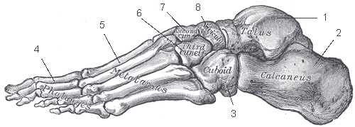 Diagram showing the bones of the foot from the lateral side.